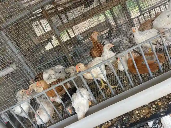 Vente de Poussin et Poulet Local - Vue 2