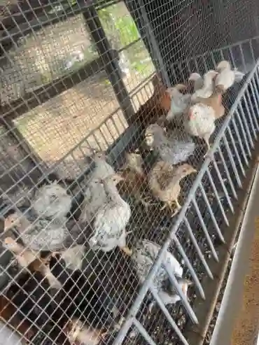 Vente DE Poussin D’un Mois ET Oeuf Fécondé