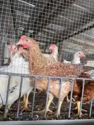 Vente DE Poulet Local