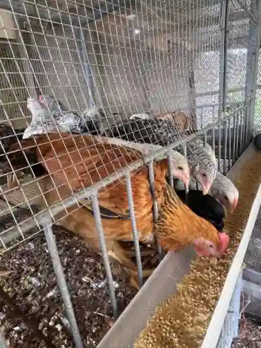 Vente DE Poulet Local - Vue 1