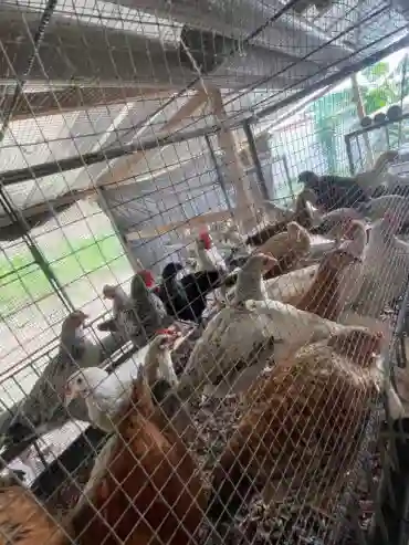 Vente DE Poulet Local - Vue 2