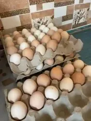 Poussin et Oeuf Fécondé de Race Hybride Goliath Dispo