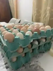 Oeuf Fécondé Disponible à Abidjan