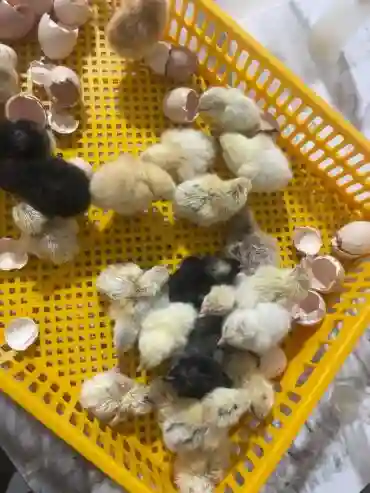 Vente DE Nouveau Poussins Disponible - Vue 1