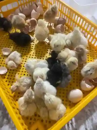 Vente DE Nouveau Poussins Disponible - Vue 2