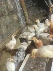 Vente de Poussin de un Mois Déjà Chauffé et Vacciné