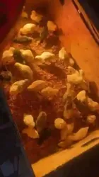 Vente DE Poussin Goliath DE 2 Semaines