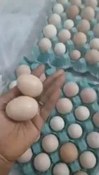 Vente D’œuf Fecondé ET DE Poussin DE Premier Jour Disponible