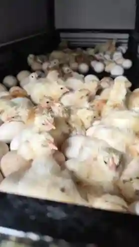 Vente D’œuf Fecondé ET DE Poussin DE Premier Jour Disponible - Vue 1