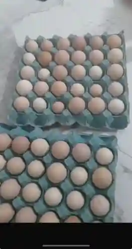 Vente D’œuf Fecondé ET DE Poussin DE Premier Jour Disponible - Vue 2