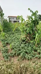 Terrain a Vendre Songon