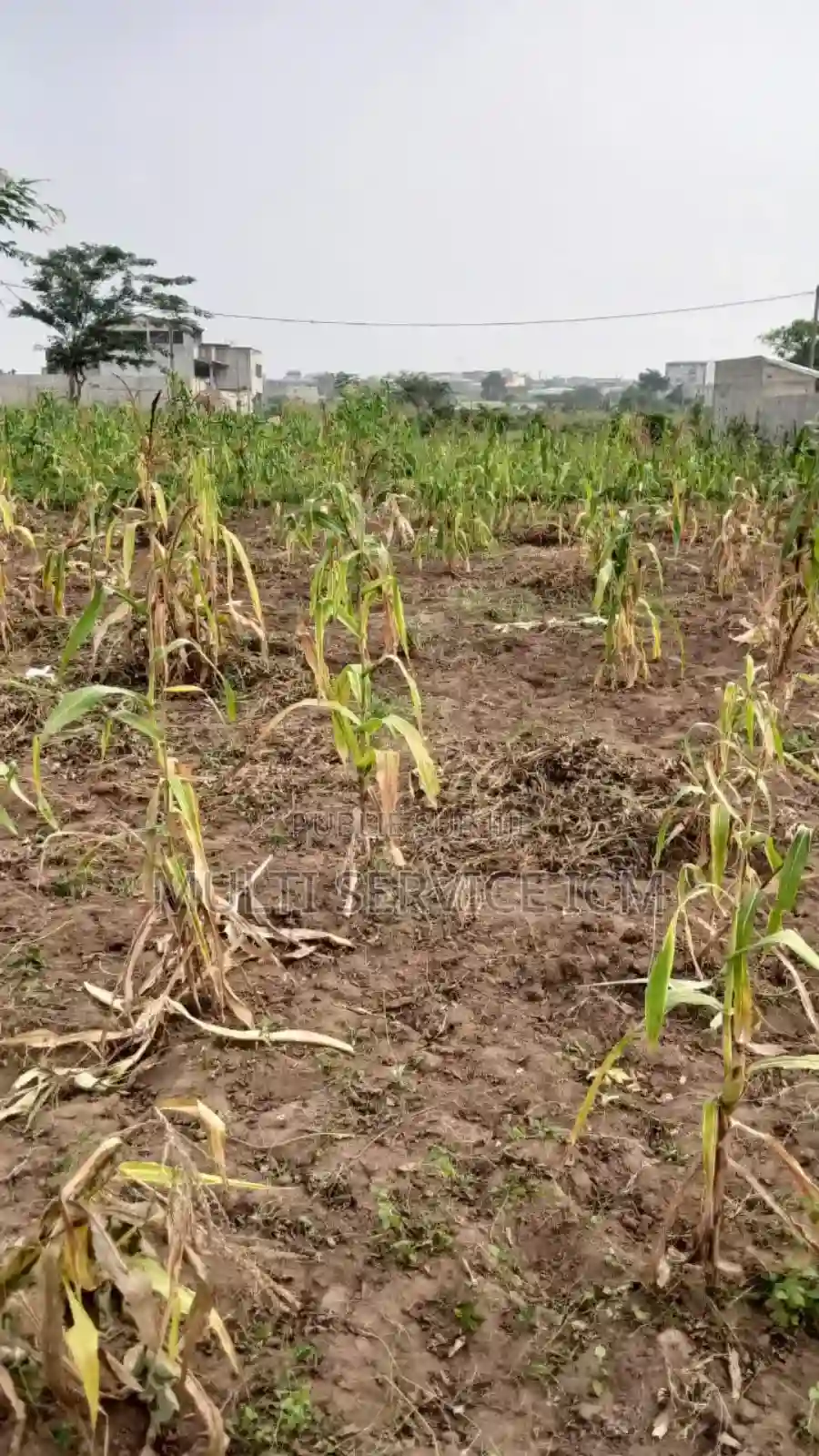 Terrain a Vendre Songon - Vue 1