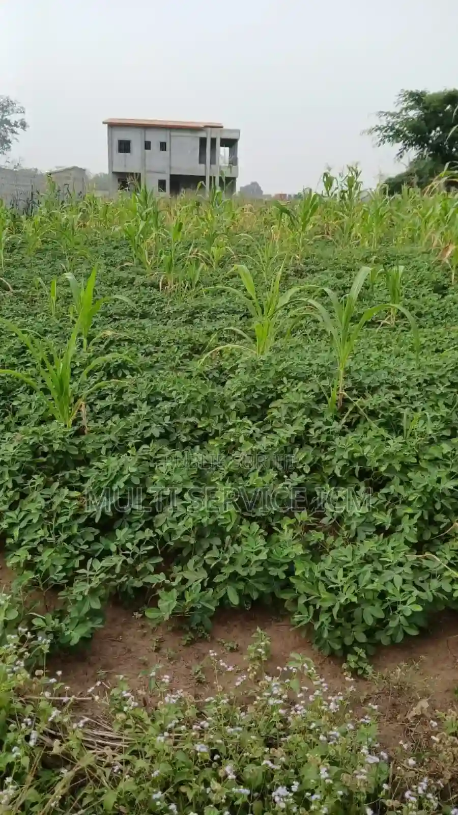 Terrain a Vendre Songon - Vue 3