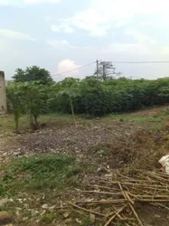 100 Hectares en Vente À Songon Kassemblé