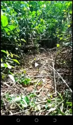 Parcelle De 7 Hectares en Vente en Bordure Du Bitume