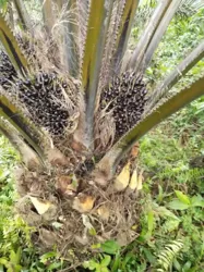 1000ha De Palmier en Vente a Grand Bereby