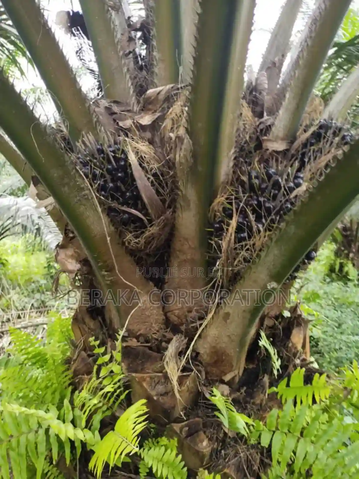 1000ha De Palmier en Vente a Grand Bereby - Vue 1