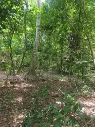 Opportunité À Saisir Dans La Localité De Prikro