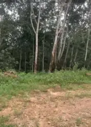 Terrain 500m2 Azaguié Sur L'axe Adzope