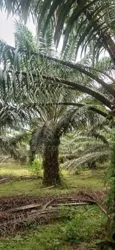 Plantation De Palmiers À Huile en Vente