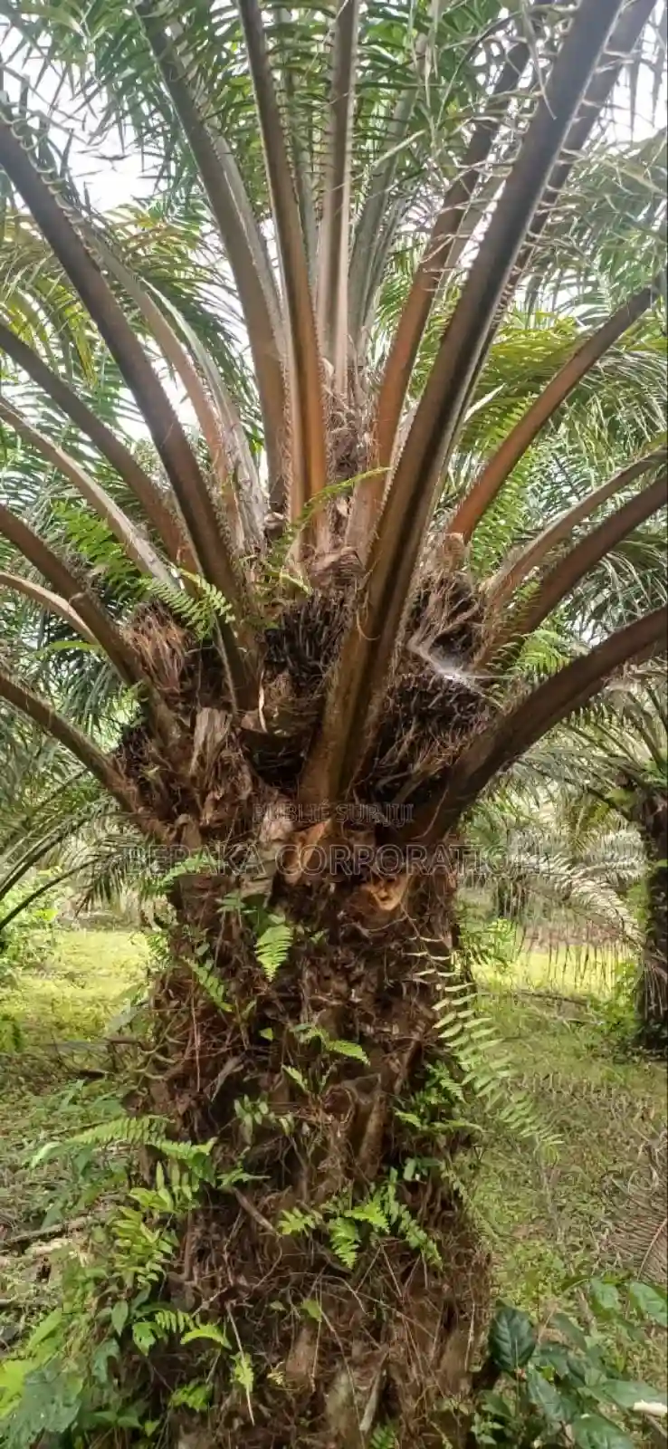 Plantation De Palmiers À Huile en Vente - Vue 1
