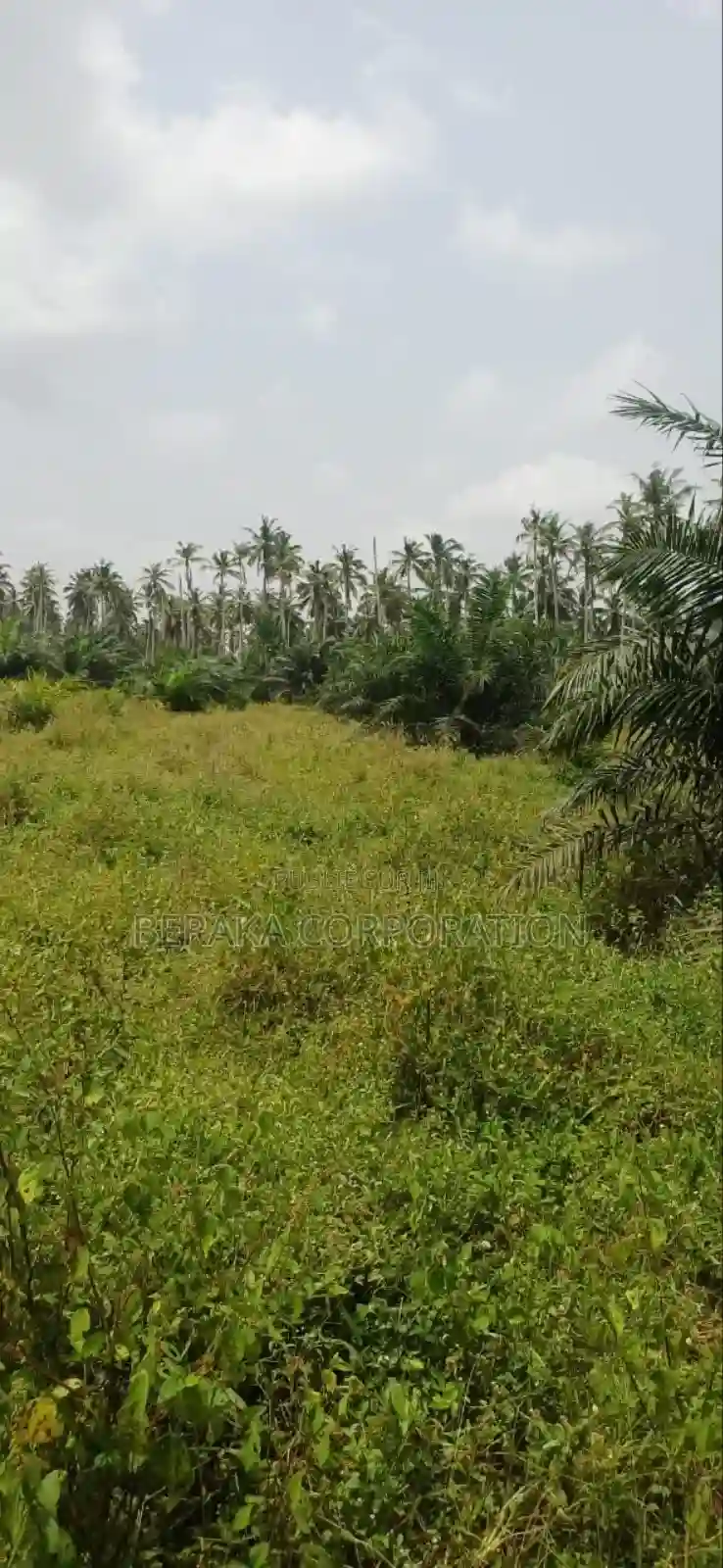 Plantation De Palmiers À Huile en Vente - Vue 10
