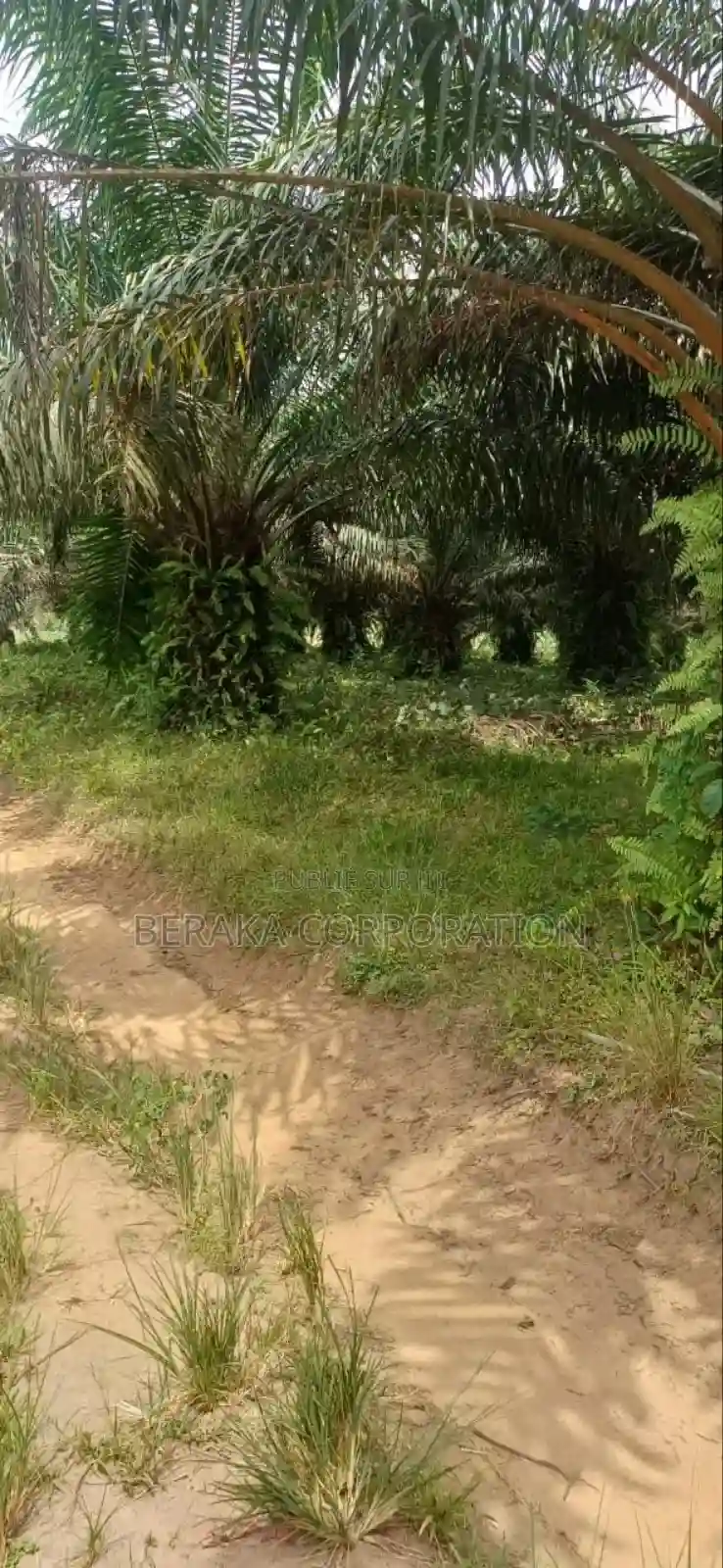 Plantation De Palmiers À Huile en Vente - Vue 11