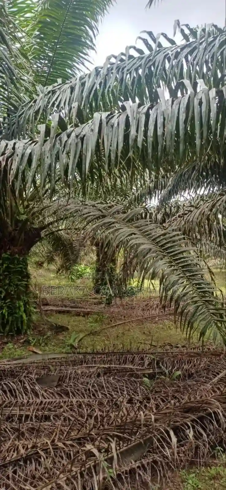 Plantation De Palmiers À Huile en Vente - Vue 12
