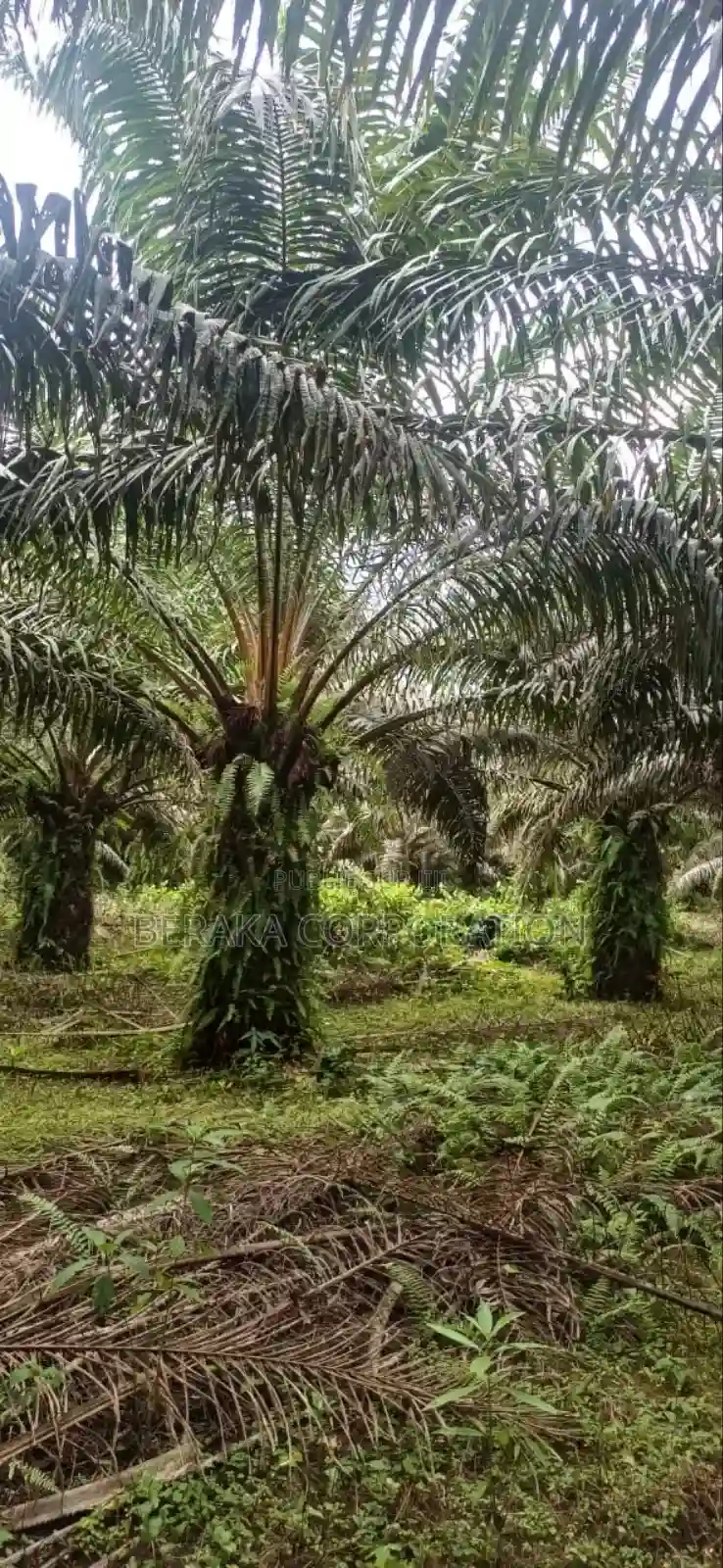 Plantation De Palmiers À Huile en Vente - Vue 13