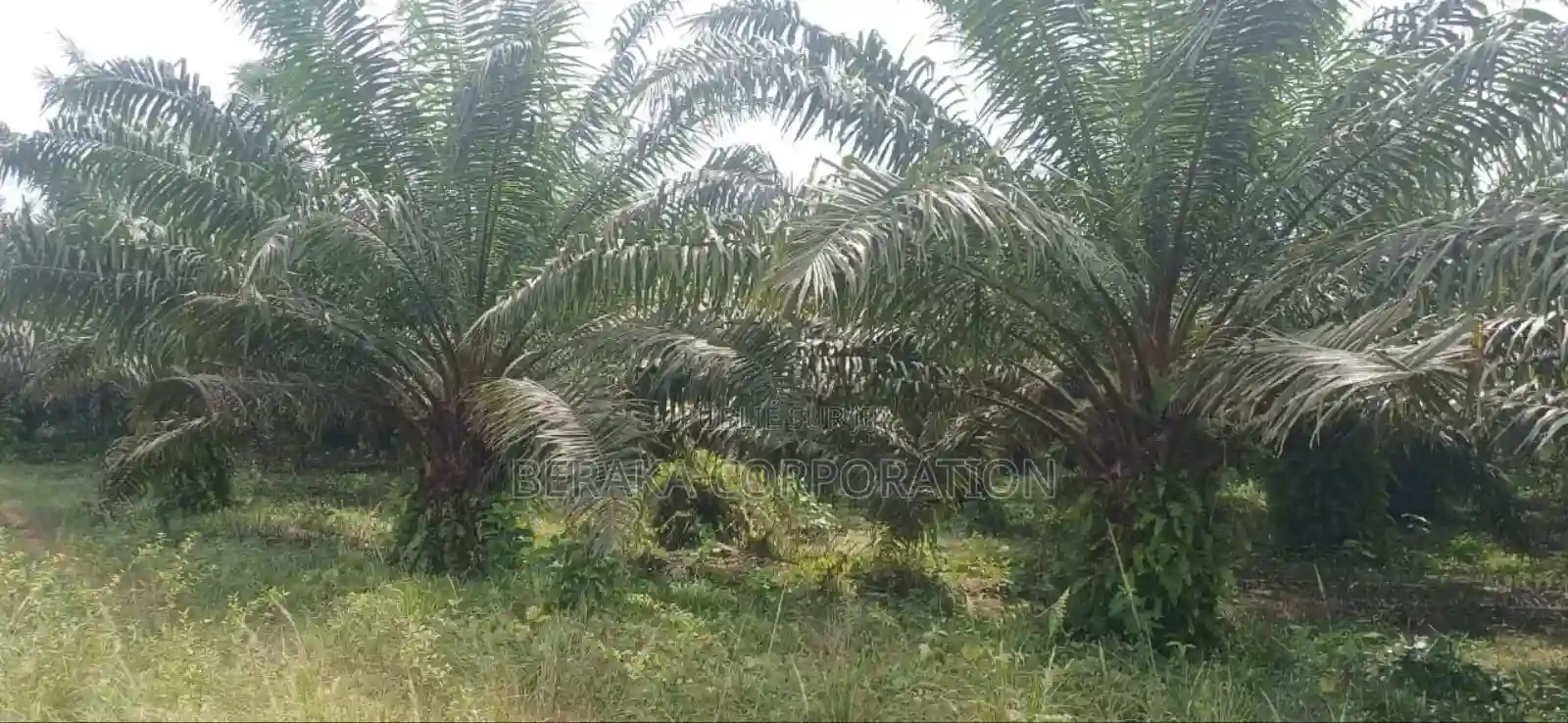 Plantation De Palmiers À Huile en Vente - Vue 14