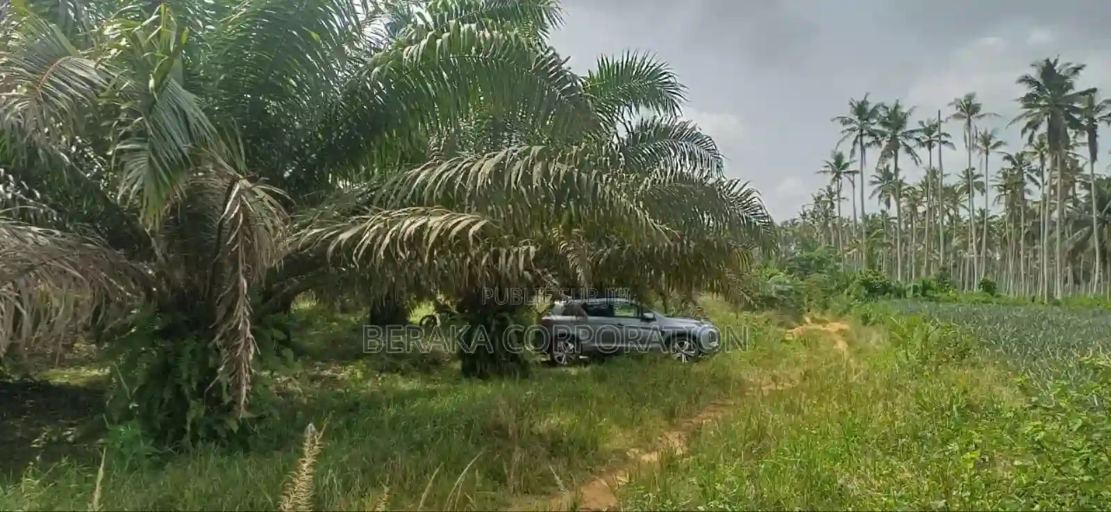 Plantation De Palmiers À Huile en Vente - Vue 15