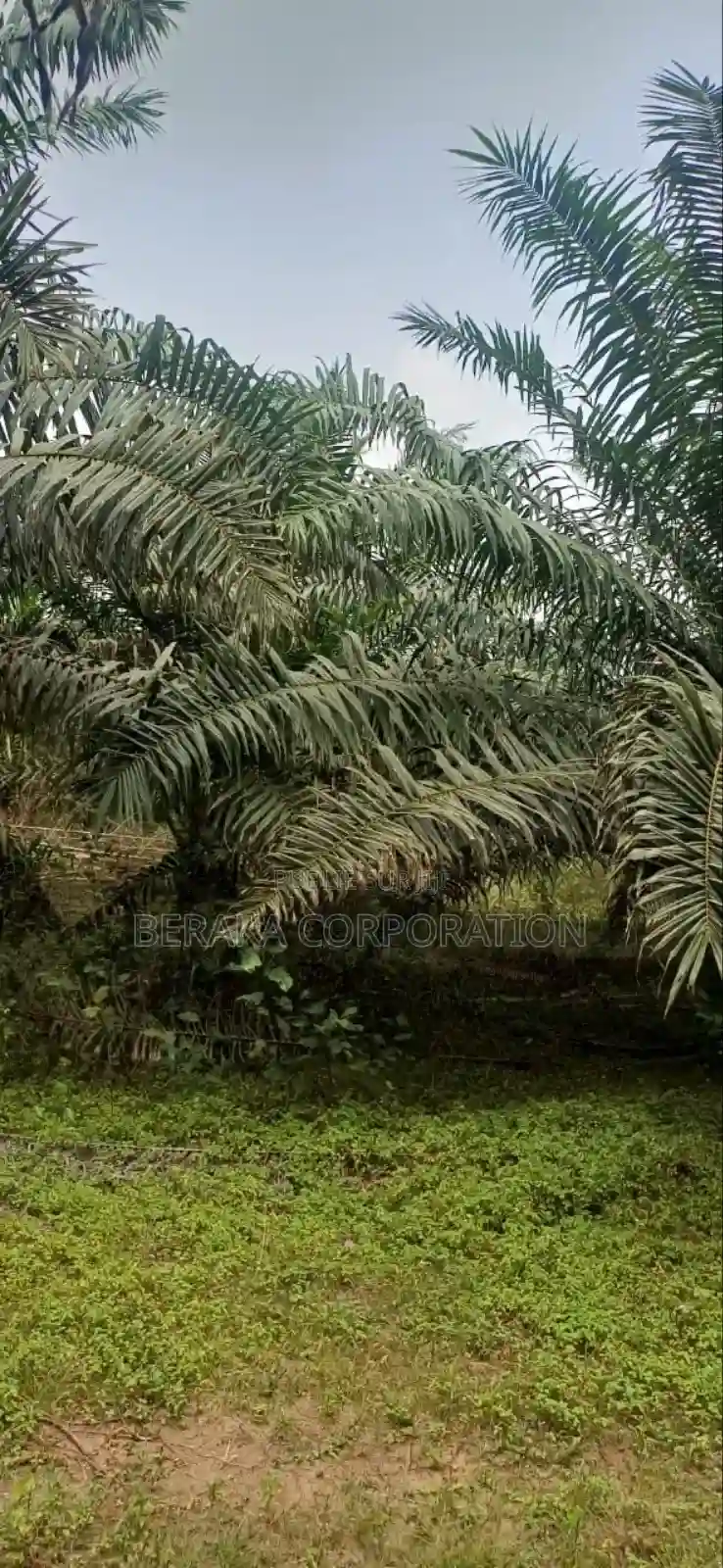 Plantation De Palmiers À Huile en Vente - Vue 16