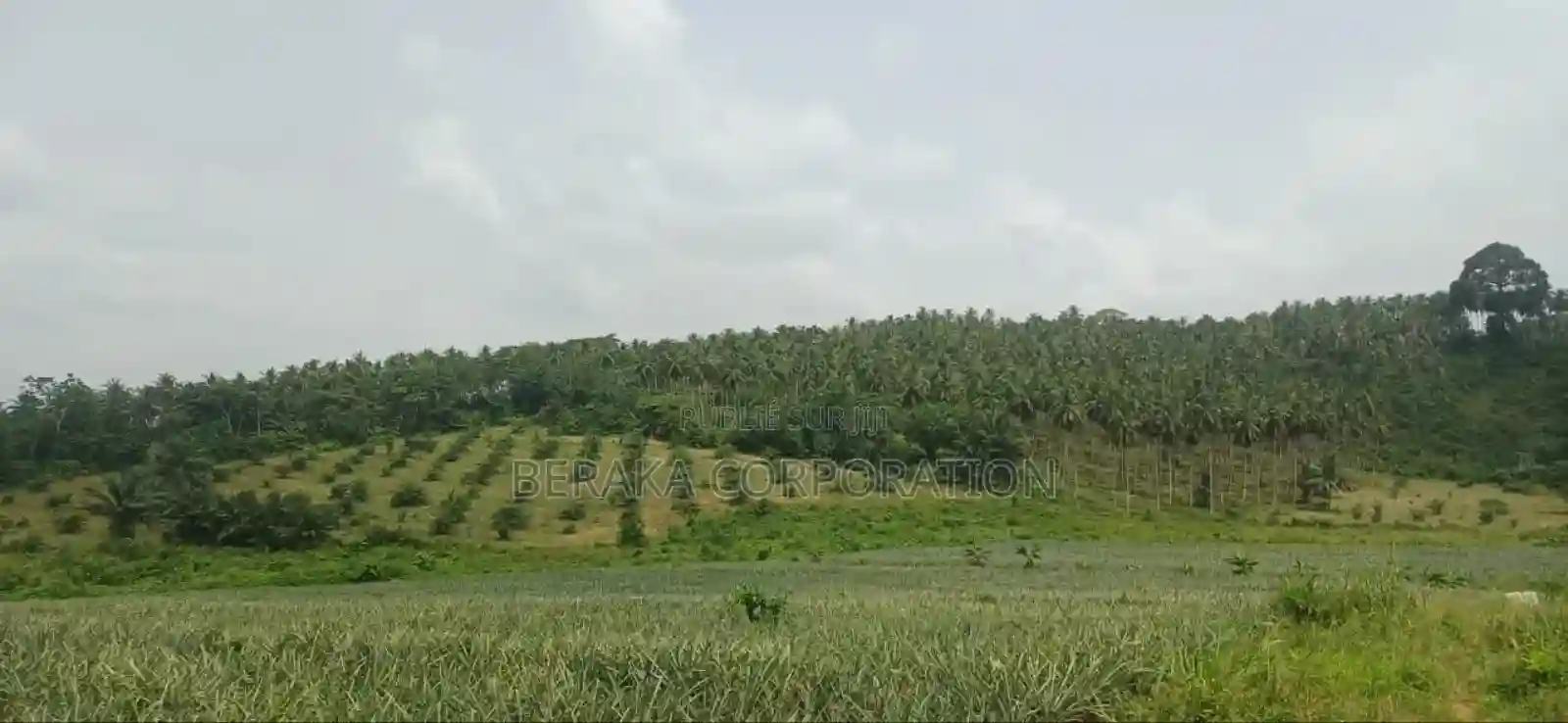 Plantation De Palmiers À Huile en Vente - Vue 17