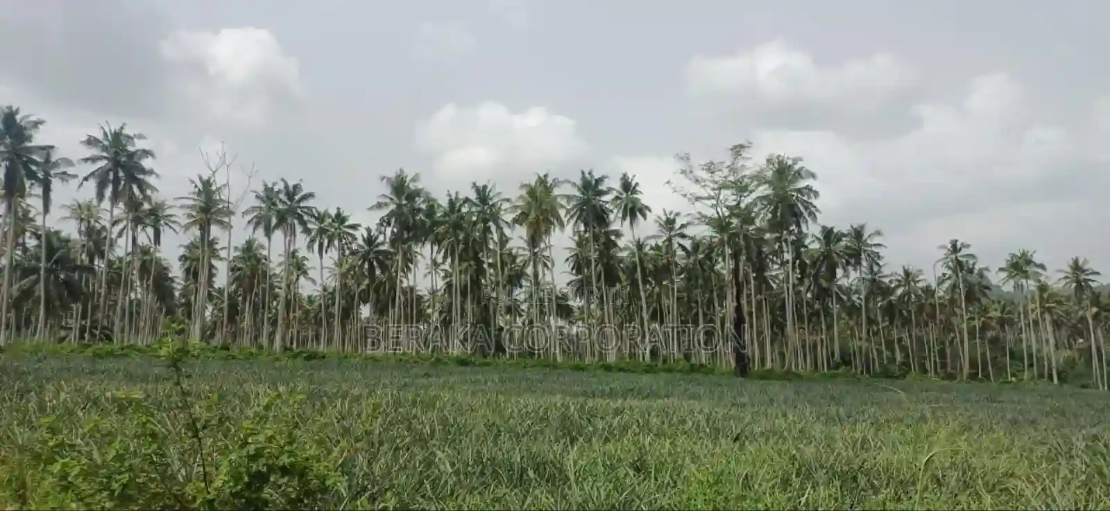 Plantation De Palmiers À Huile en Vente - Vue 18