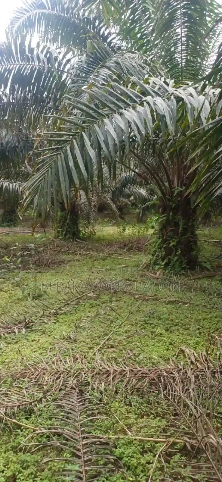 Plantation De Palmiers À Huile en Vente - Vue 19