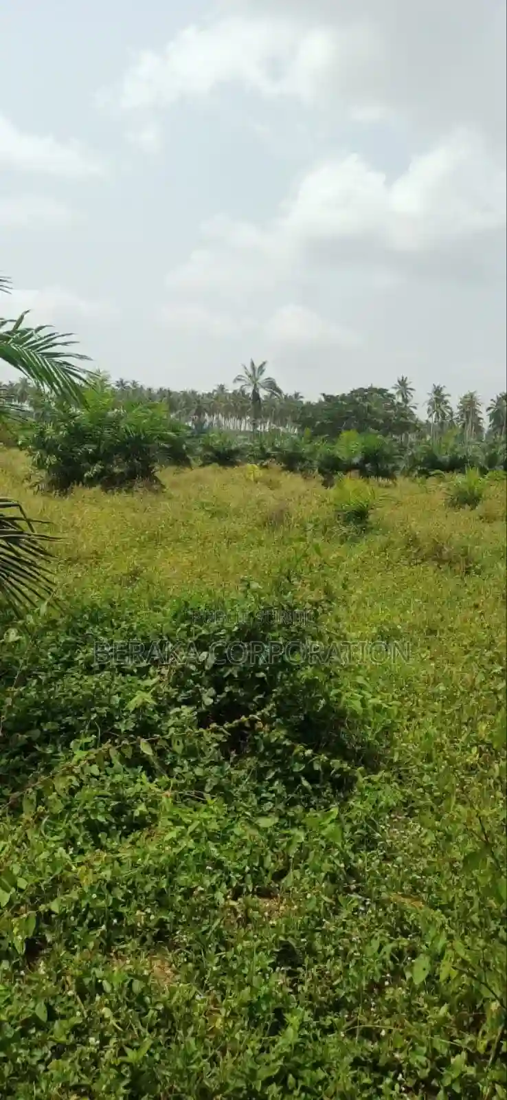 Plantation De Palmiers À Huile en Vente - Vue 2