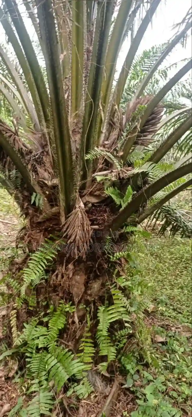 Plantation De Palmiers À Huile en Vente - Vue 3
