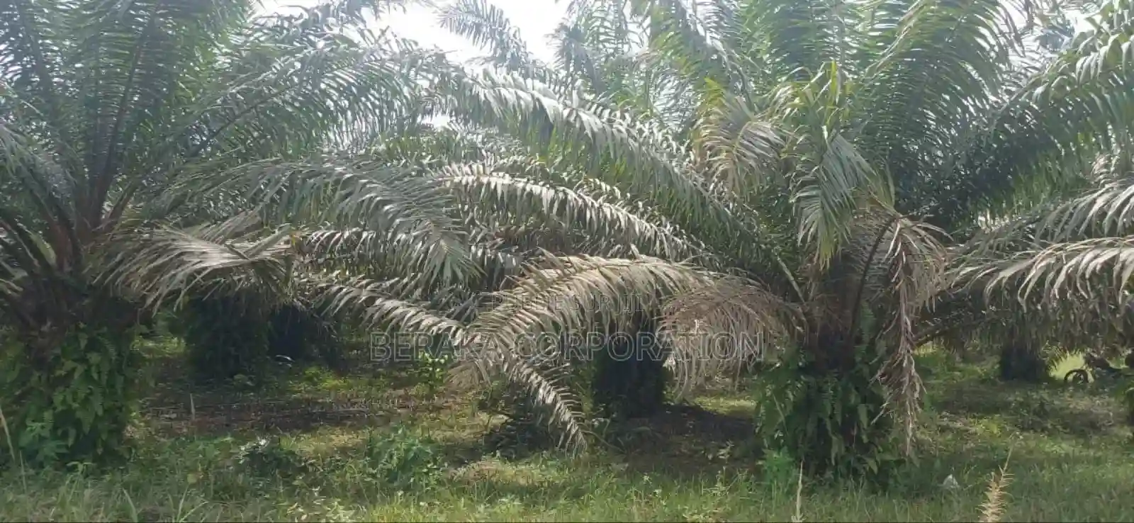 Plantation De Palmiers À Huile en Vente - Vue 4
