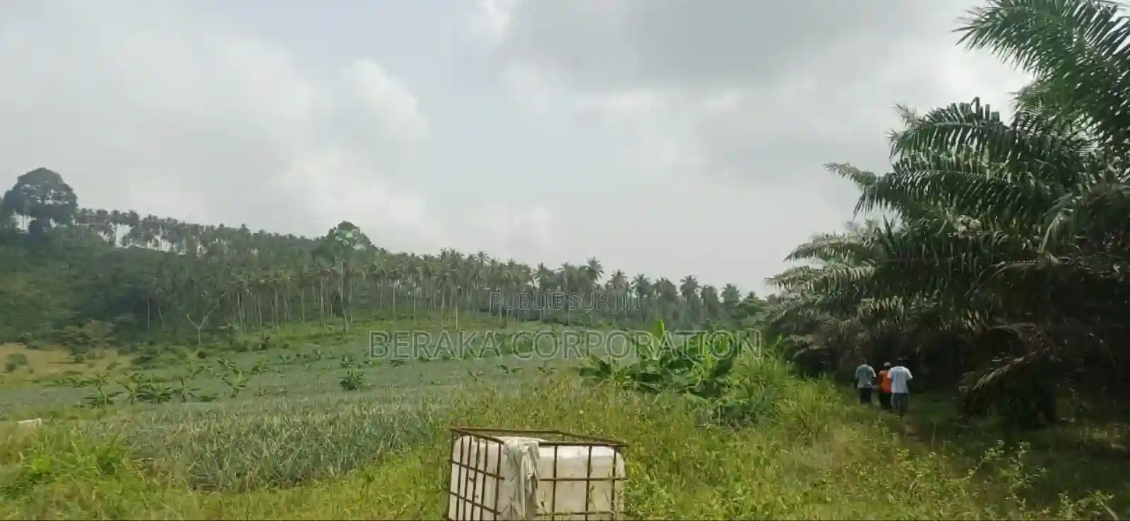 Plantation De Palmiers À Huile en Vente - Vue 5