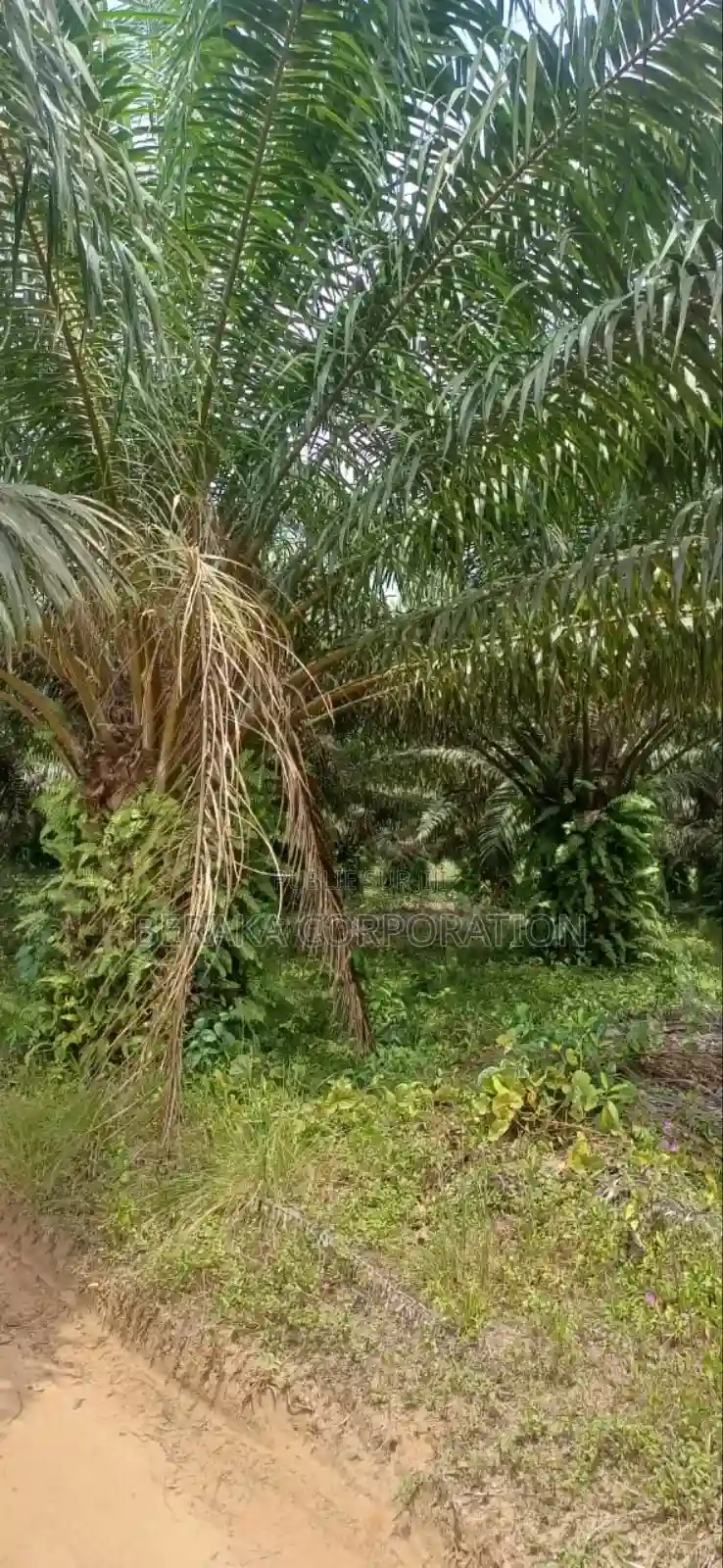 Plantation De Palmiers À Huile en Vente - Vue 6