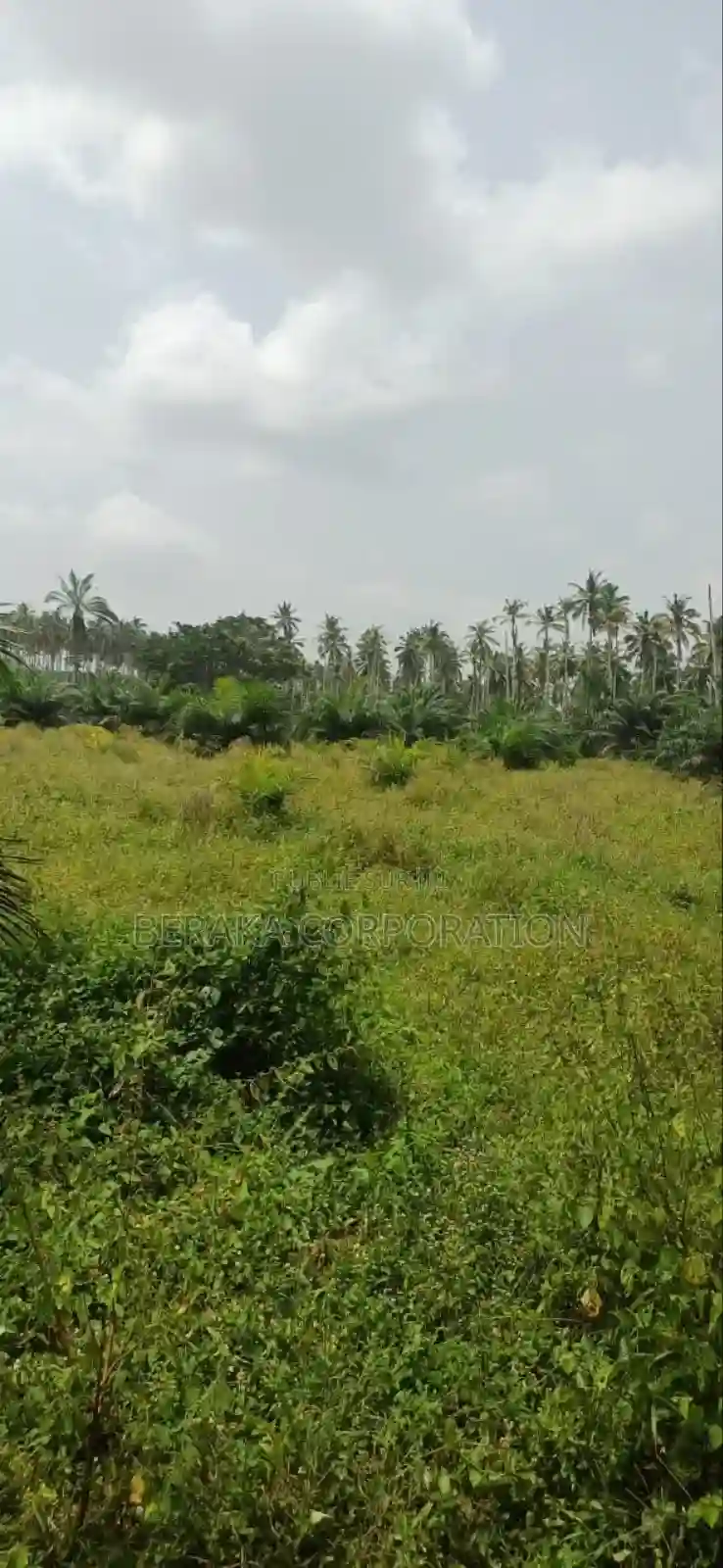 Plantation De Palmiers À Huile en Vente - Vue 7