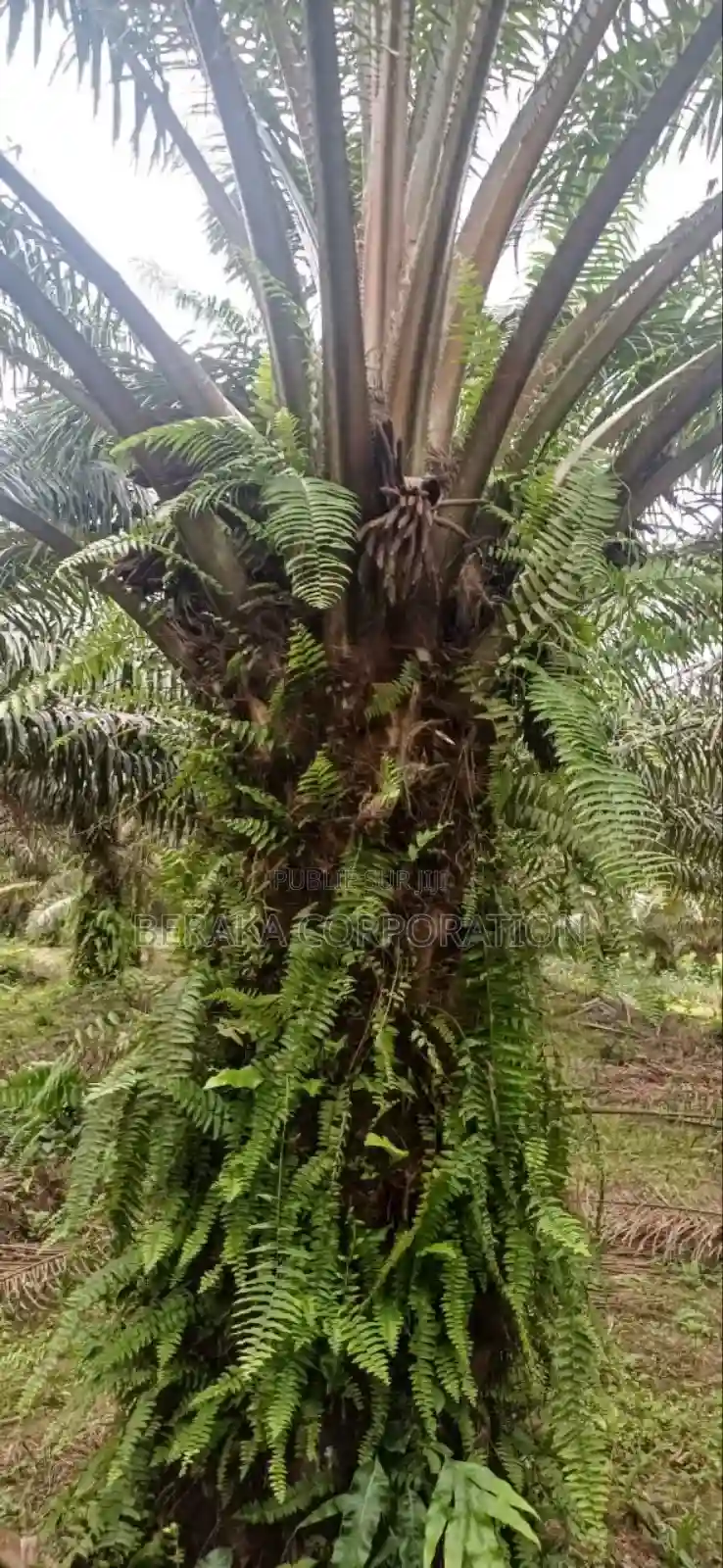 Plantation De Palmiers À Huile en Vente - Vue 8