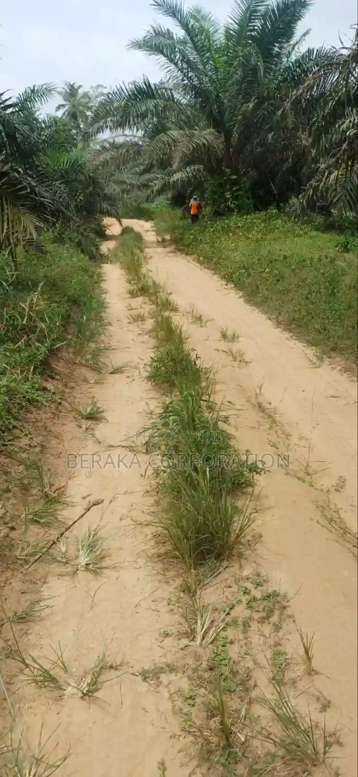 Plantation De Palmiers À Huile en Vente - Vue 9