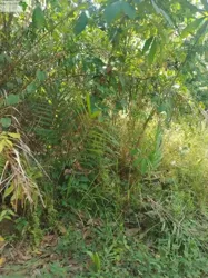Aménagement Foncier À Assinie Enzé à Abidjan
