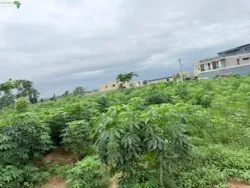 Alfalah Immobilier Avis DE Vente À Benjervil à Abidjan
